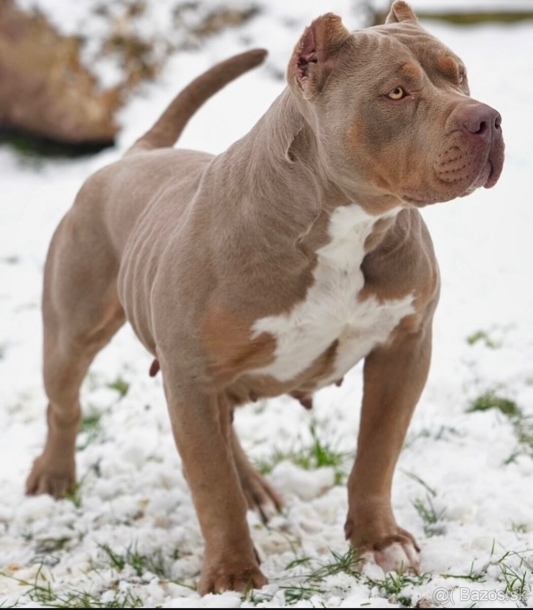 ŠTENIATKA AMERICAN BULLY XL/XXL - 7