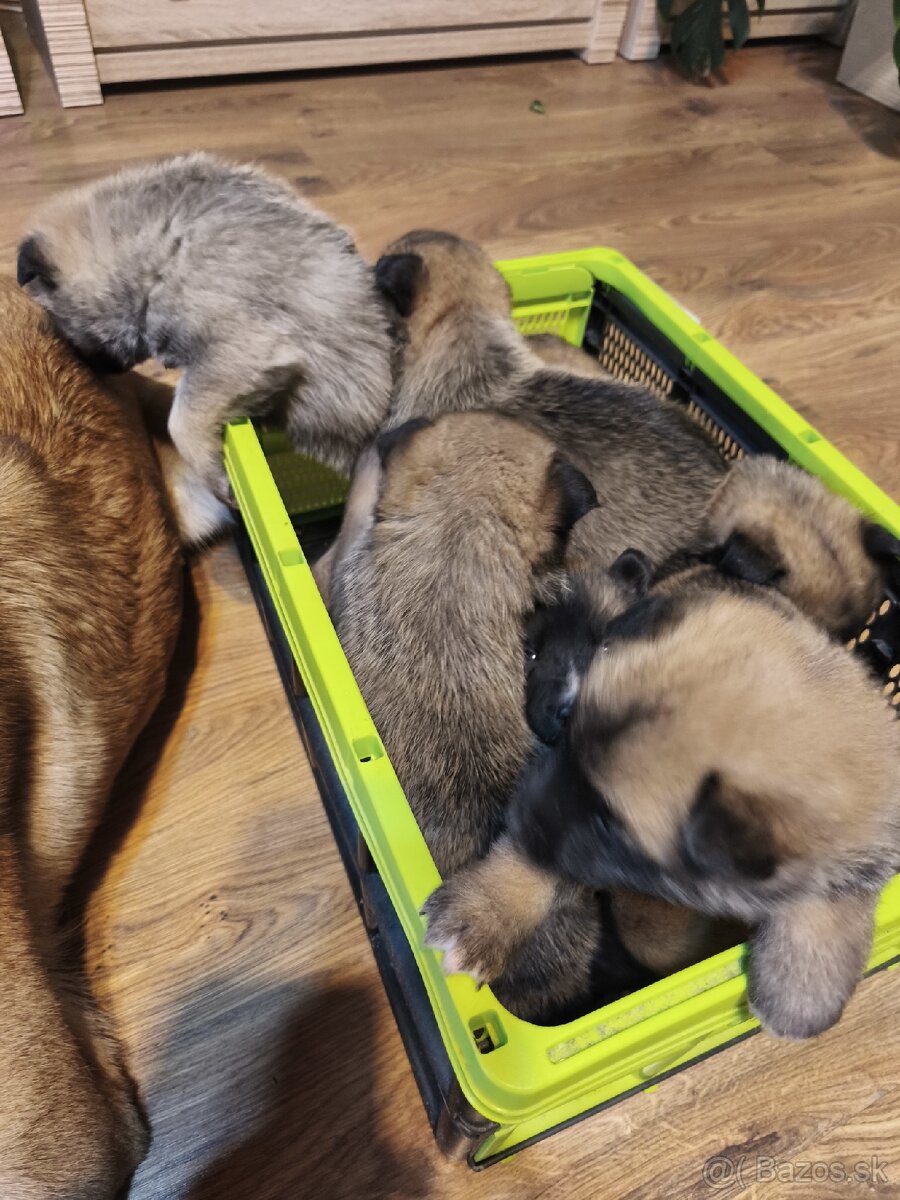 Predám šteniatka - 7