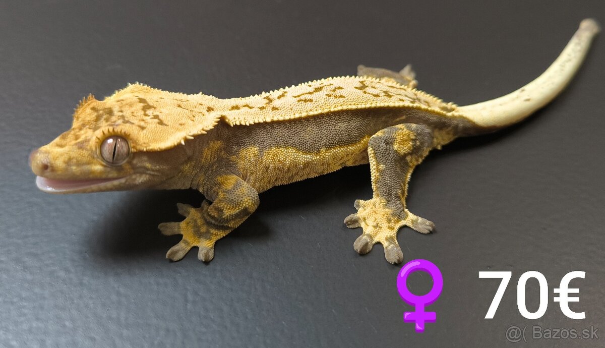 PAGEKON RIASNATY - 7