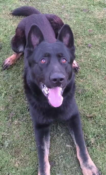 nemecký ovčiak - 7