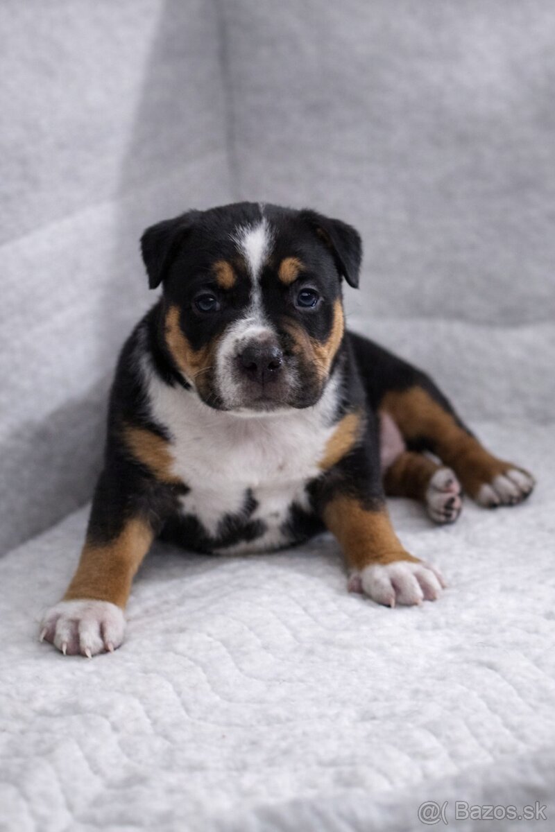 AMERICAN BULLY XL🩵💜 - 7