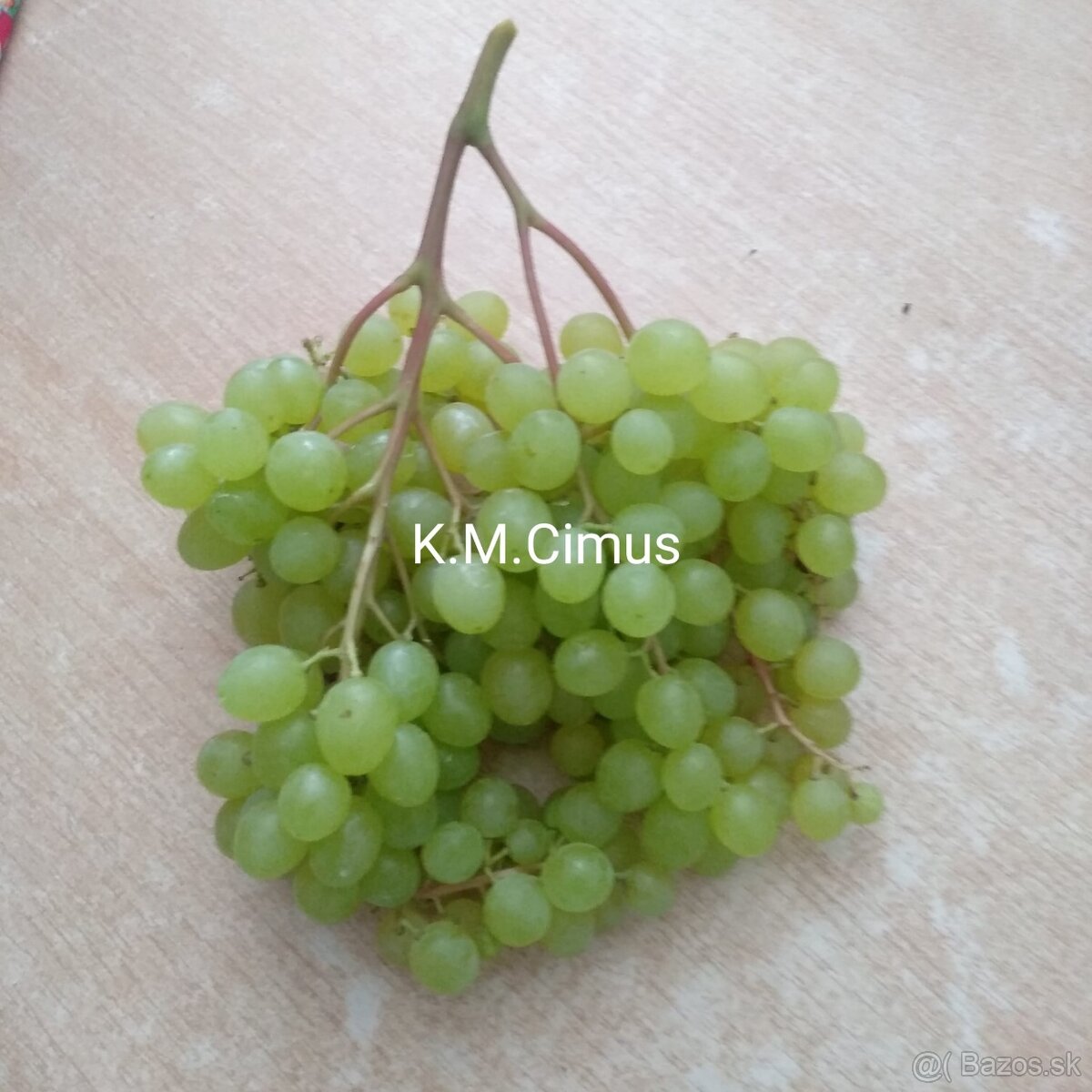 Predám odrezky viniča - 7