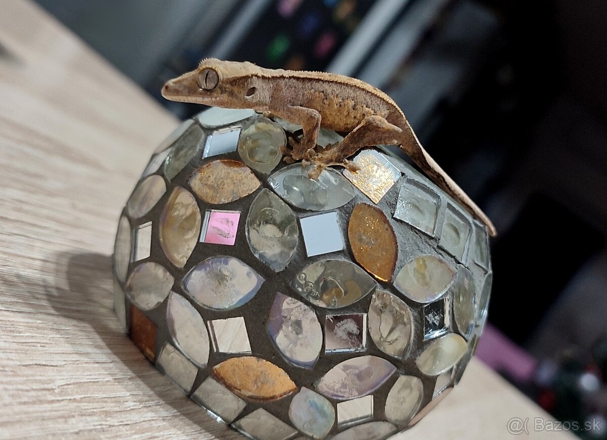 Pagekon riasnaty - 7