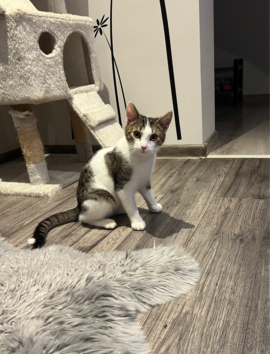 Darujem kocúrika a mačičku - 7