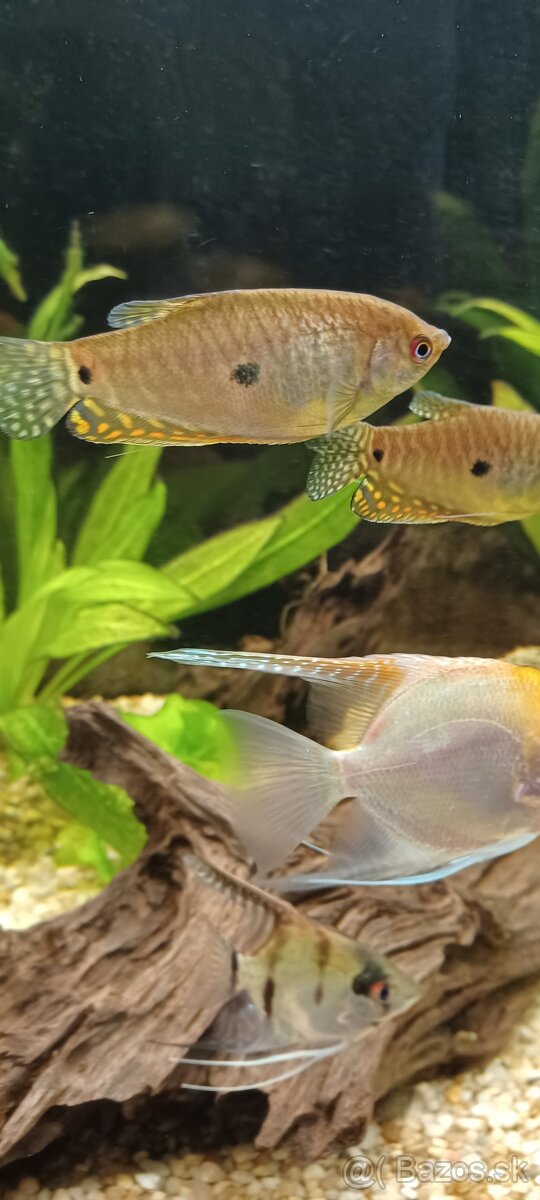 Predám / vymením akváriové ryby - 7