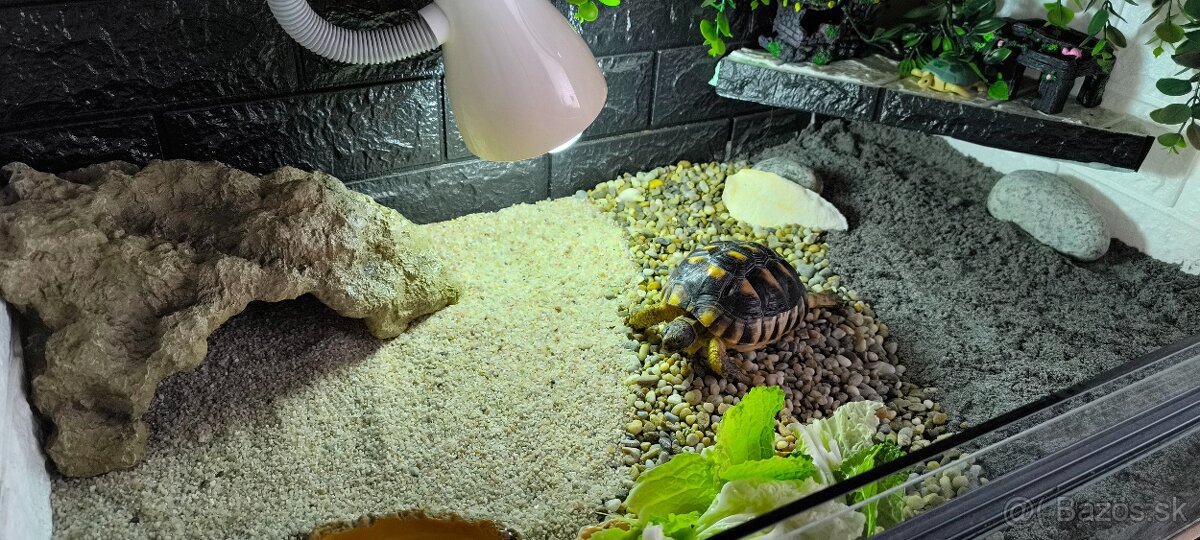 Suchozemská korytnačka žltočierna - 7