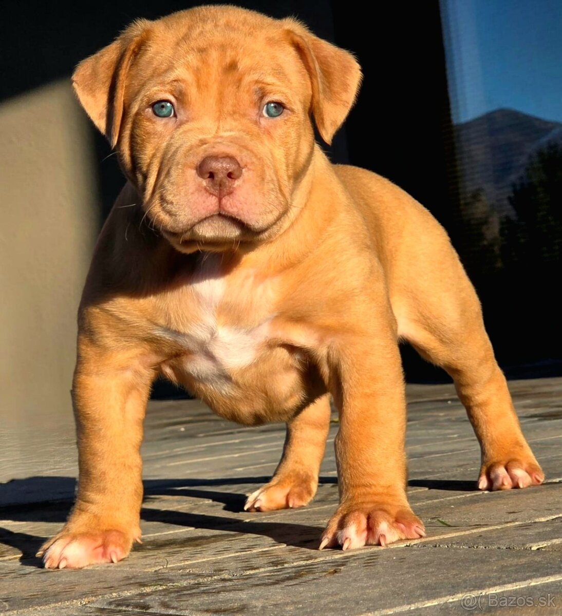 American Bully XL XXL - 7