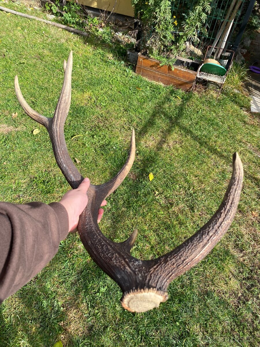 Jelenie zhody / parohy 74cm - 7