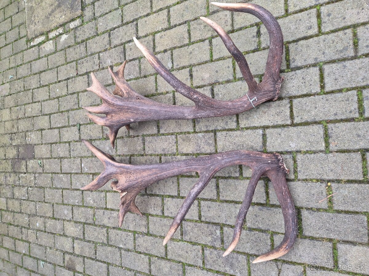 Trofej trofeje paroh parohy parozie zhody - 7