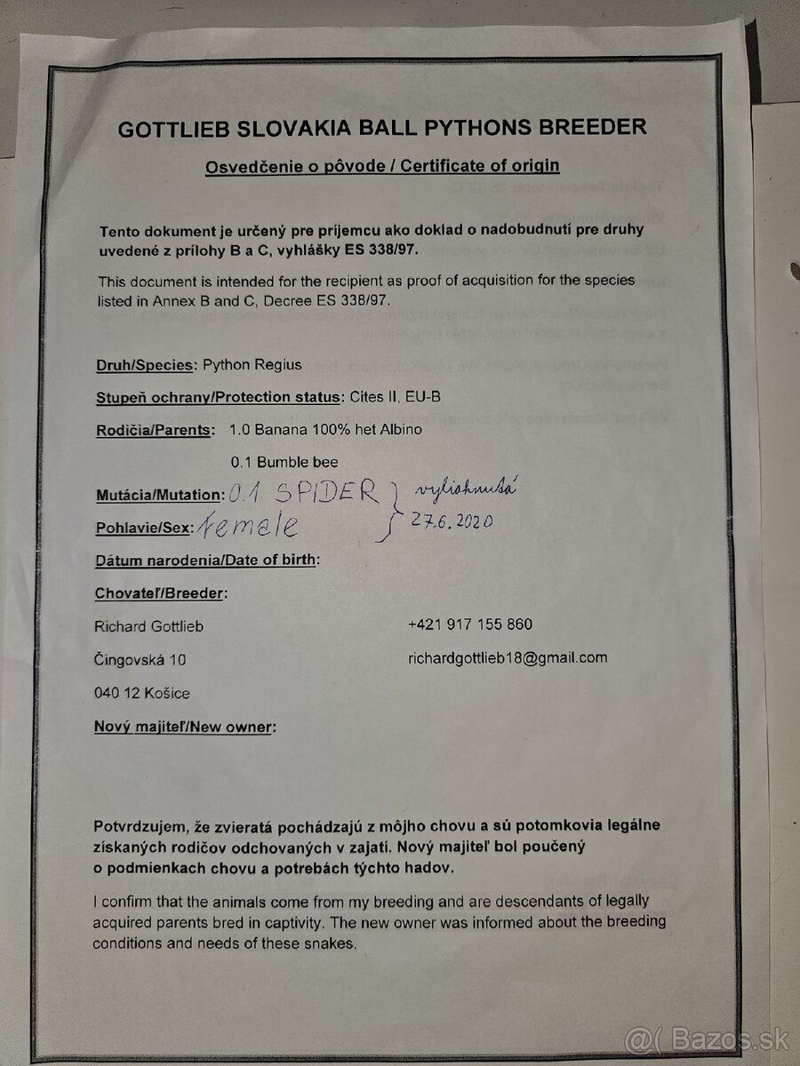 Pytón Kráľovský / Phyton Regius - 7