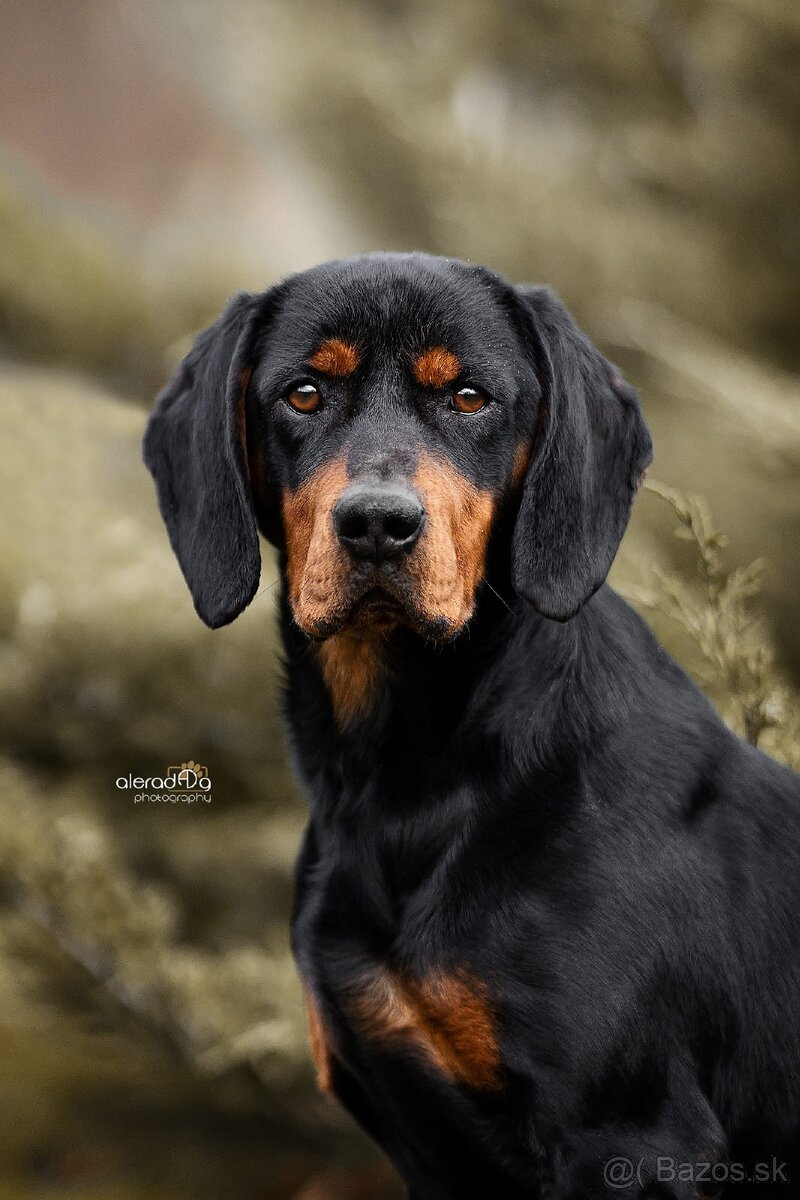 Šteniatka slovenský kopov - 7