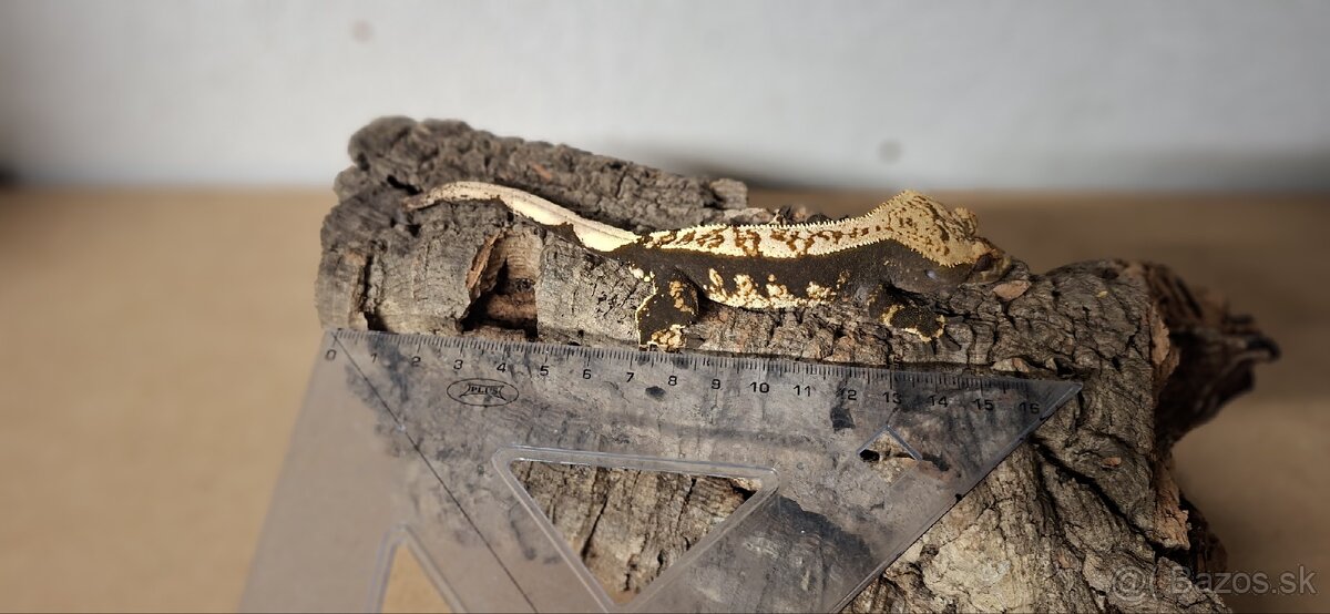 Pagekon riasnaty - 7