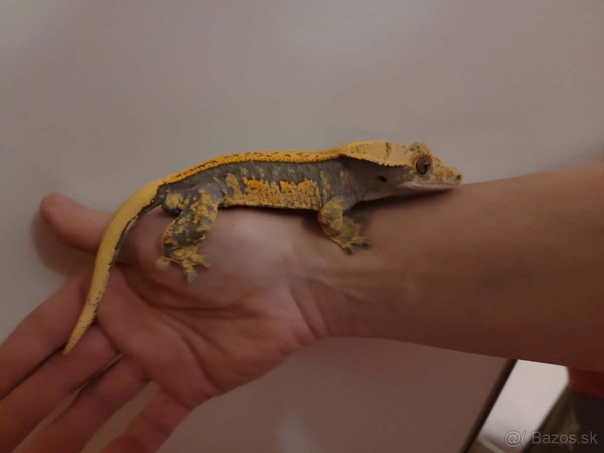 Pagekon riasnaty - 7