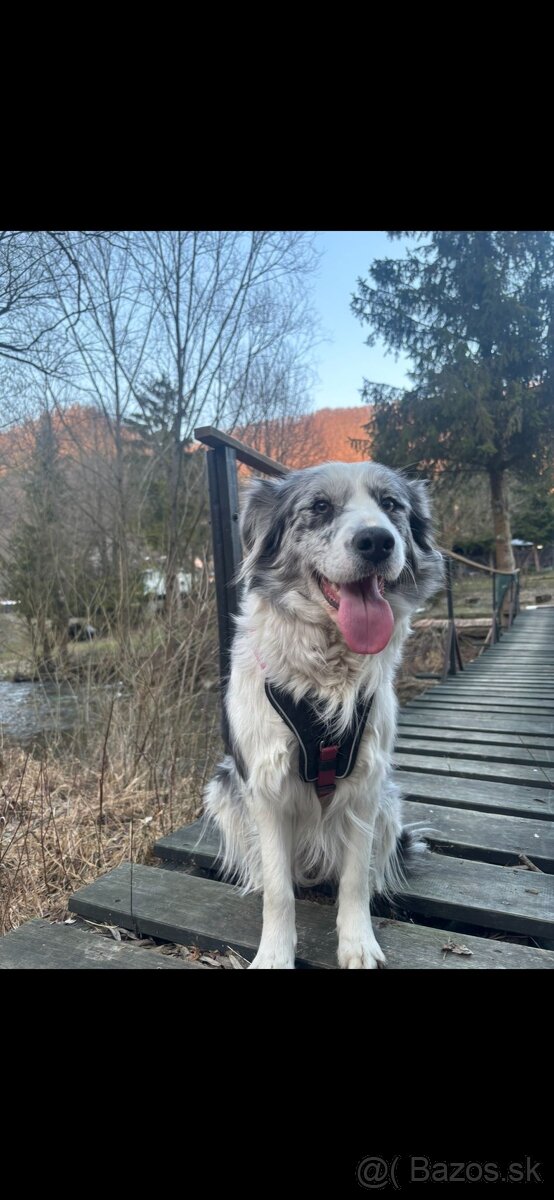 Šteniatka Border kólia - 7