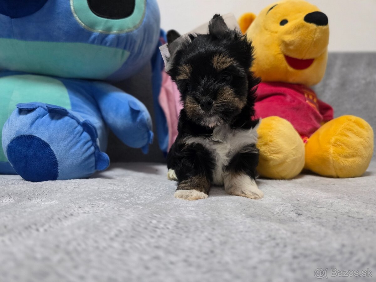 York, biewer,yorksirsky terier - 7