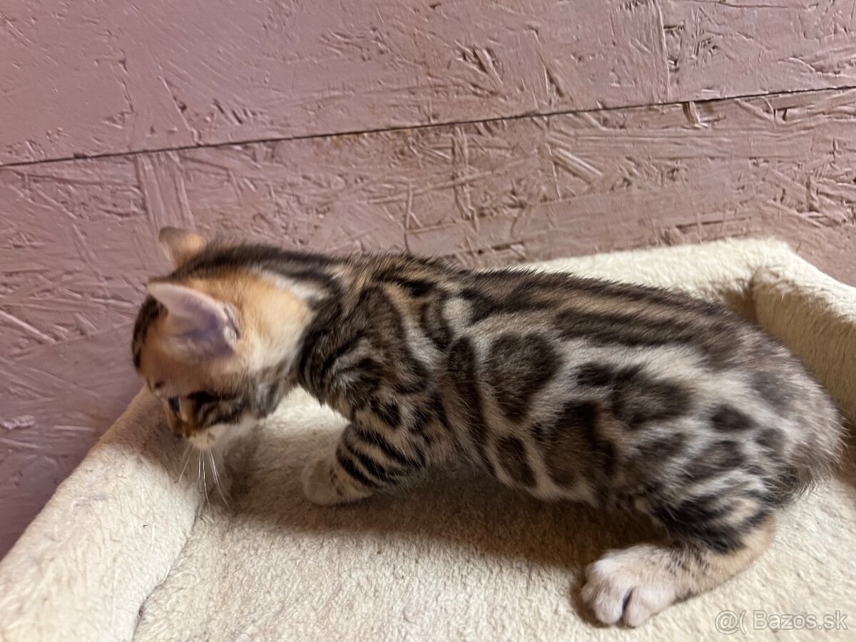Bengalska mačka s PP - 7