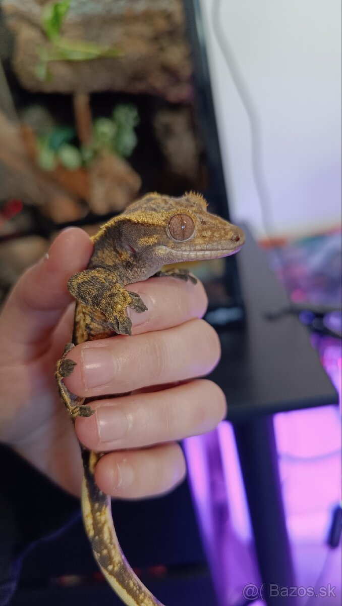 Pagekon riasnaty harlekyn - 7