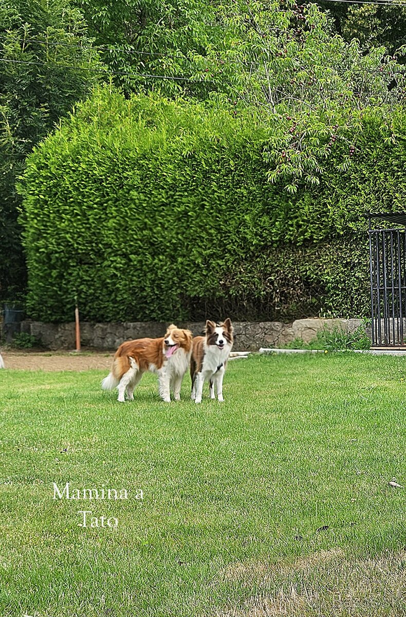 Border kolia - šteniatka na predaj - 7