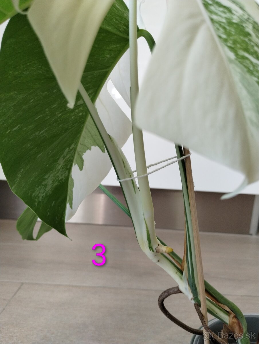 Monstera albo variegata - 7