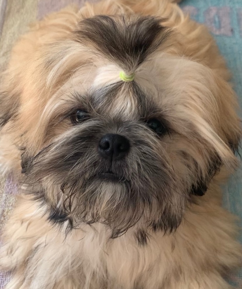 Šteniatka Shih Tzu, FCI - 7