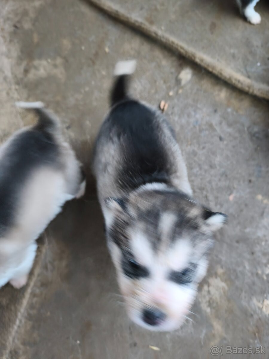 Šteniatka Aljašský malamut - 7