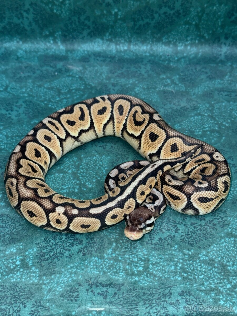 Python regius-krajta kráľovská - 7