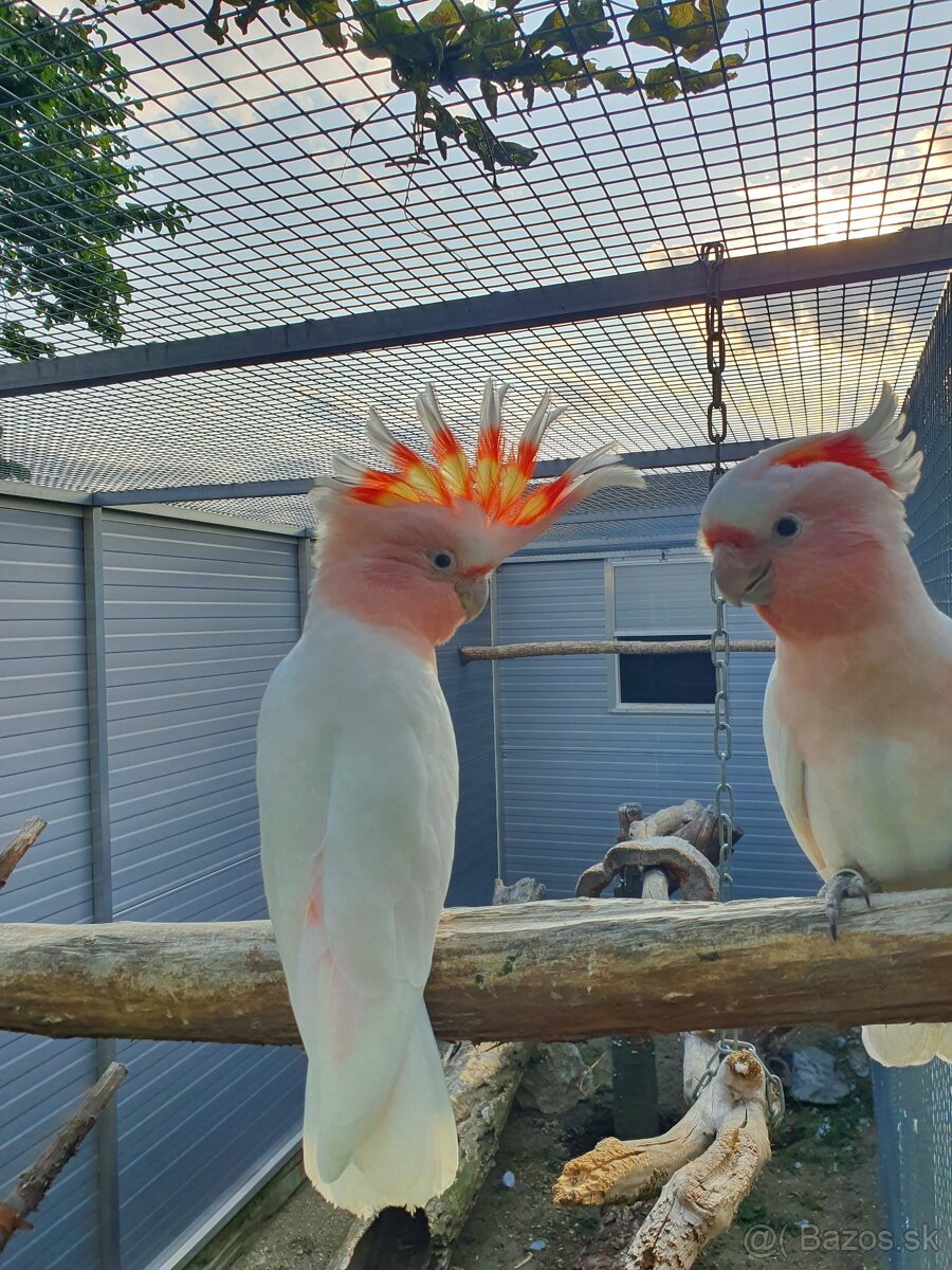 Inka,ruzovy lutino, horsky - 7