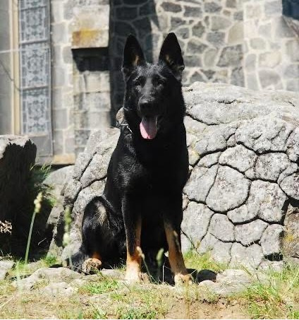Nemecký ovčiak s PP - 7