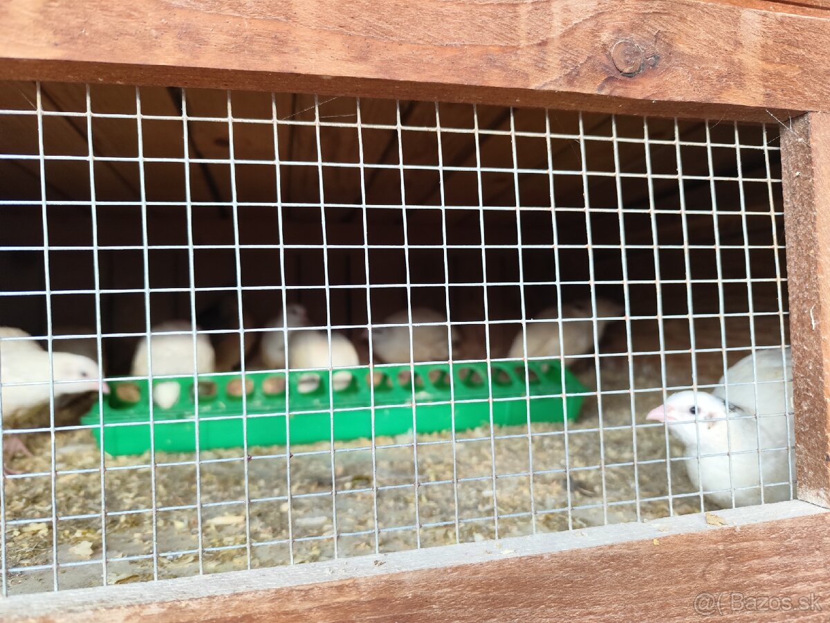 Texas prepelice kohuti - 7