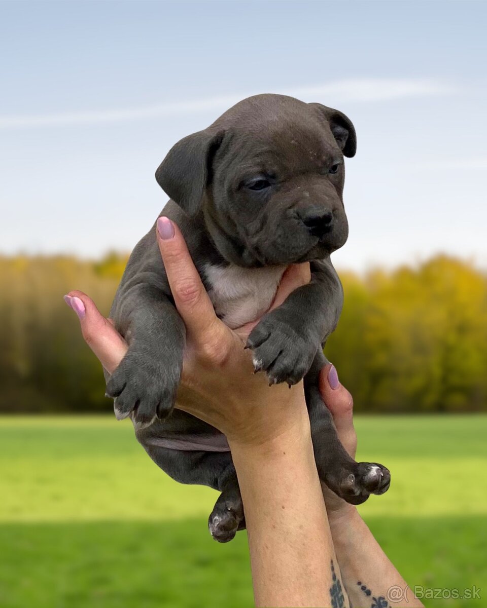 American Bully XL - Exkluzívne spojenie šampiónov - 7