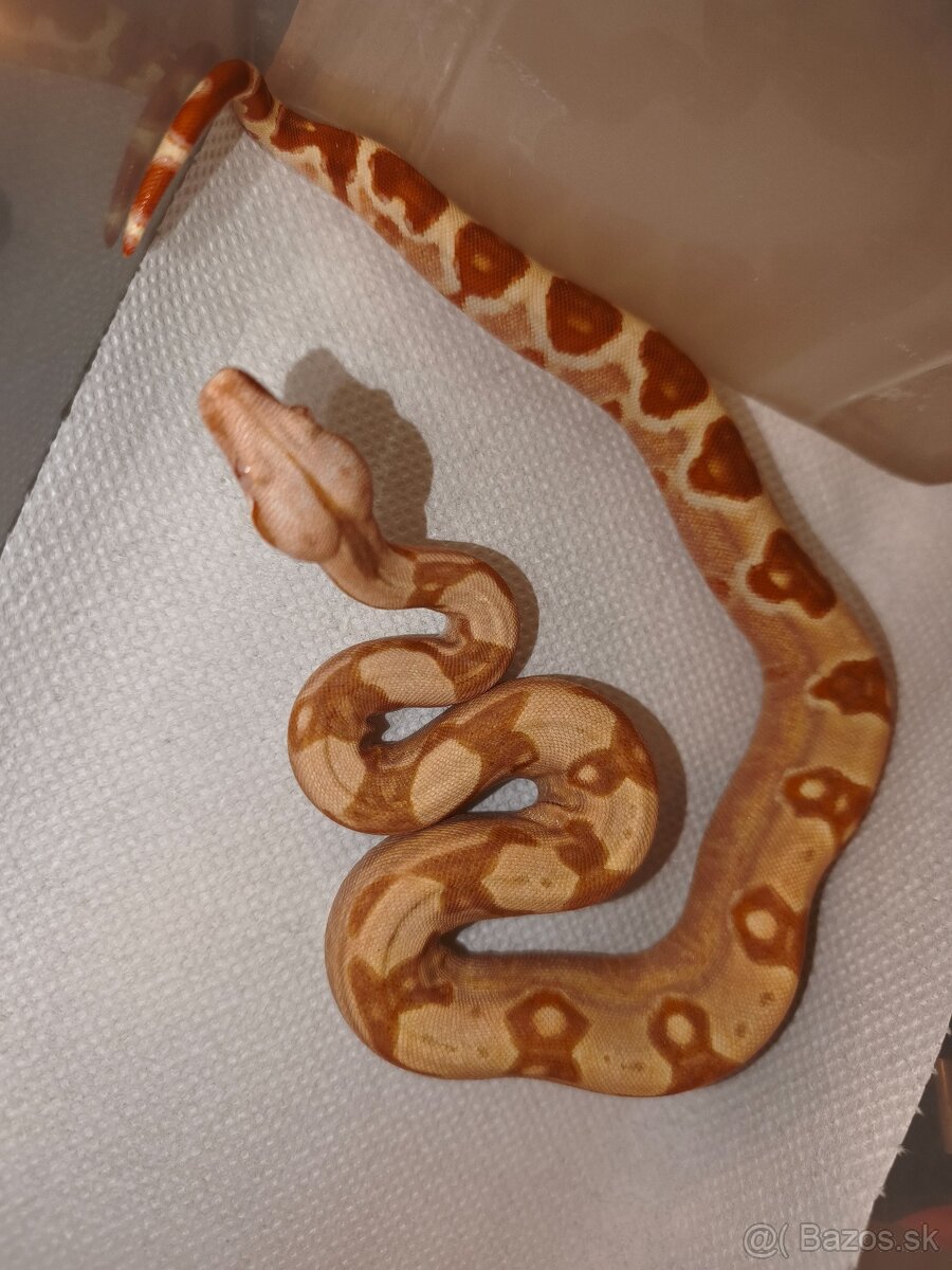 Velhad kralovsky - 7