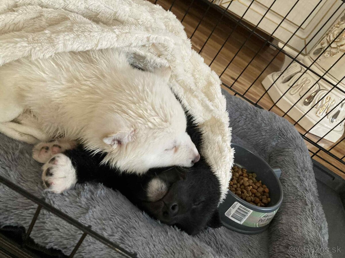 Akita -shiba inú - 7