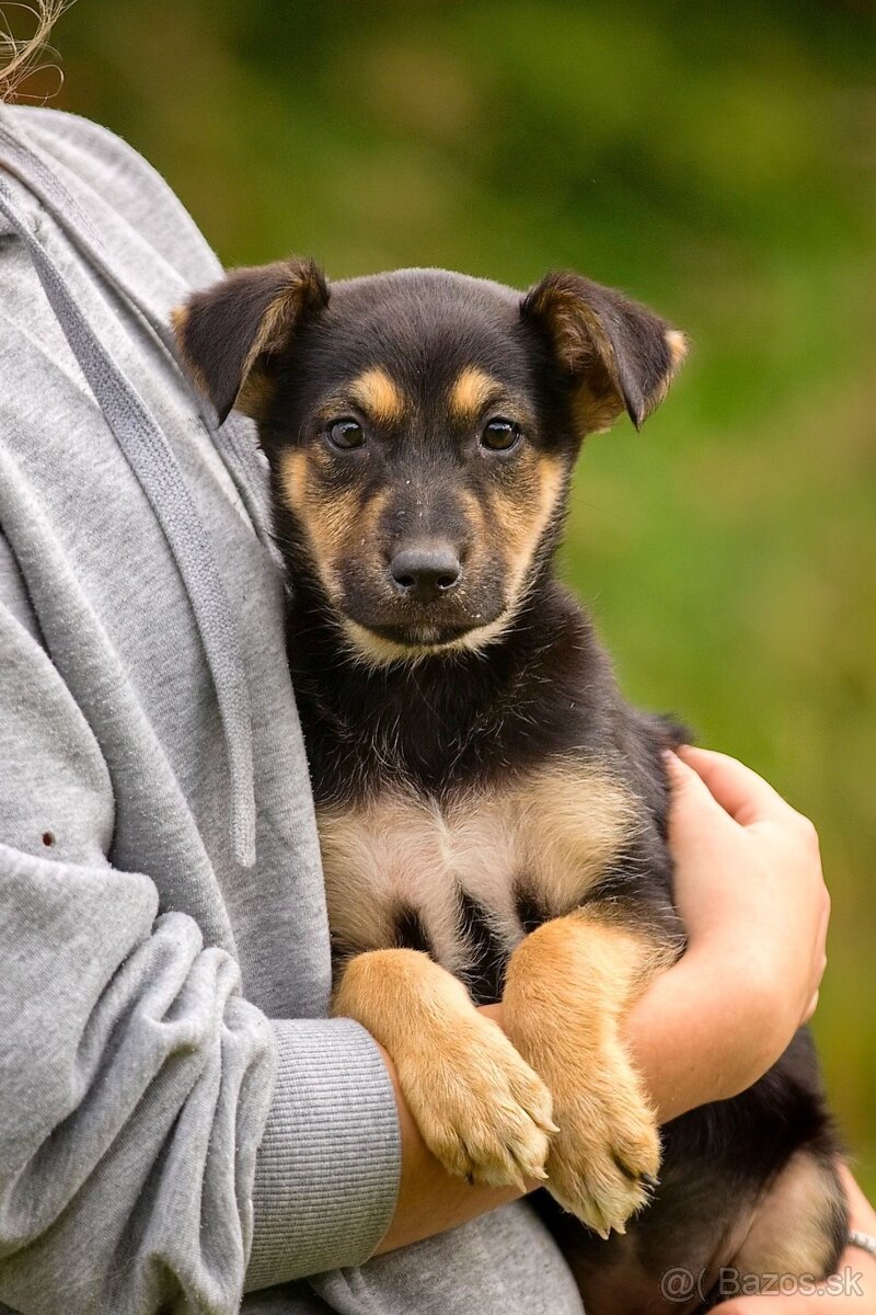 Darujem originálne šteniatka - mix husky / vlčiak / jazvečík - 7