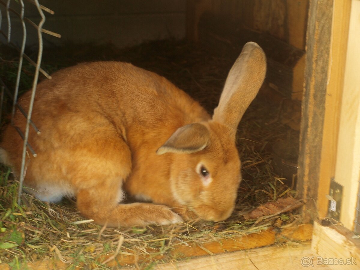 zajace z voľného výbehu a voliéry- ideálne na chov - 7