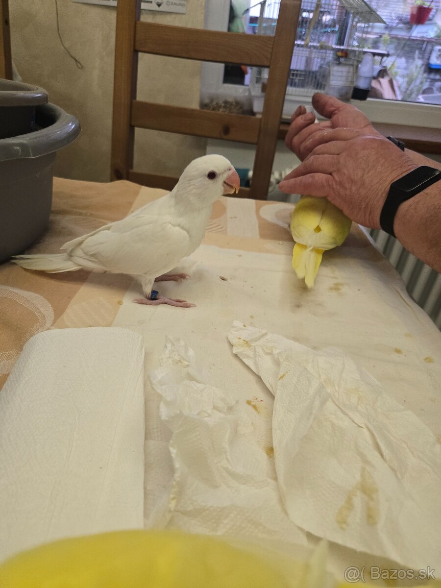 Predám alexander malý - 7