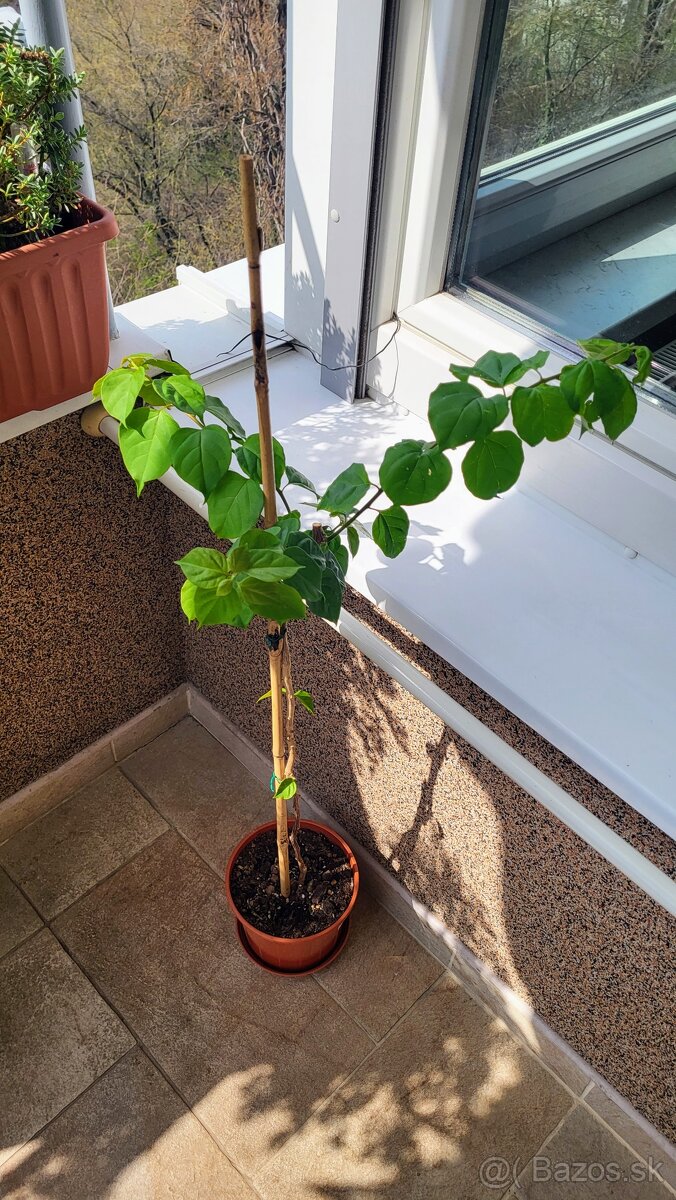 Bugenvilea (Bougainvillea) červená - 7