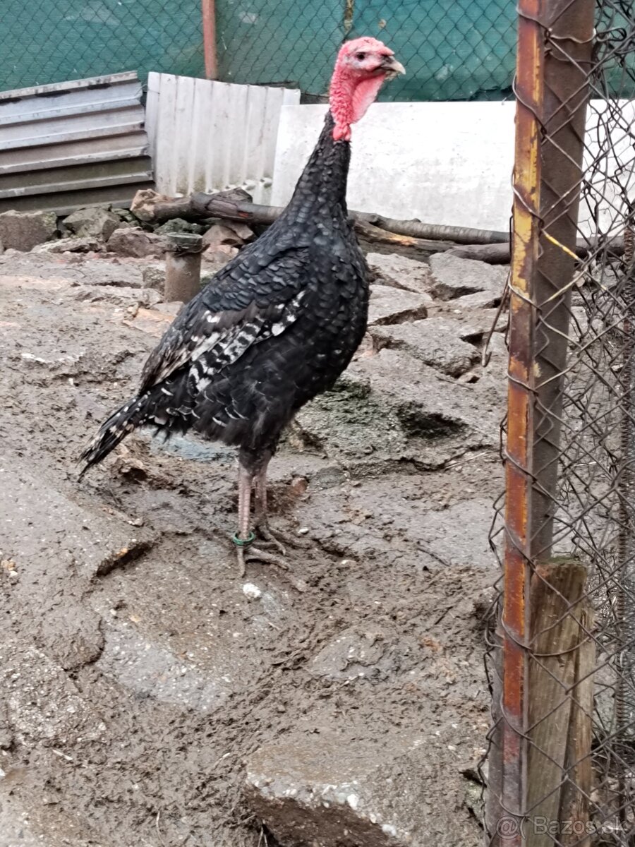 Predám kohúty a moriak bronzový - 7