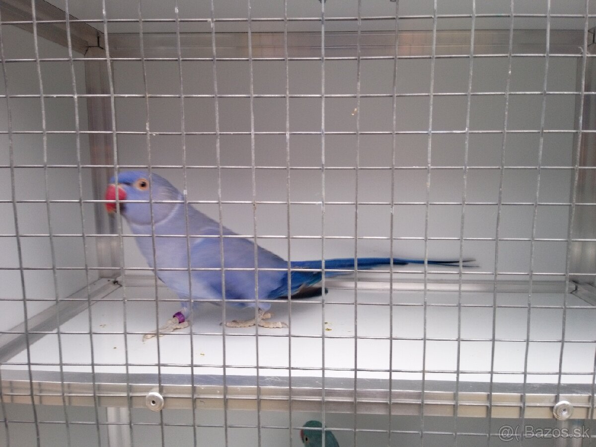 Alexandre malé ročník 24(DNA+PBFD test). - 7