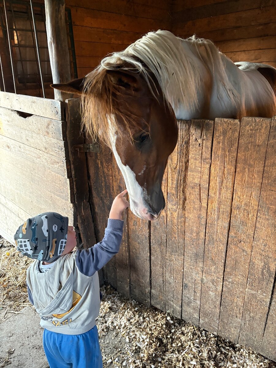 Žrebček na predaj - 7