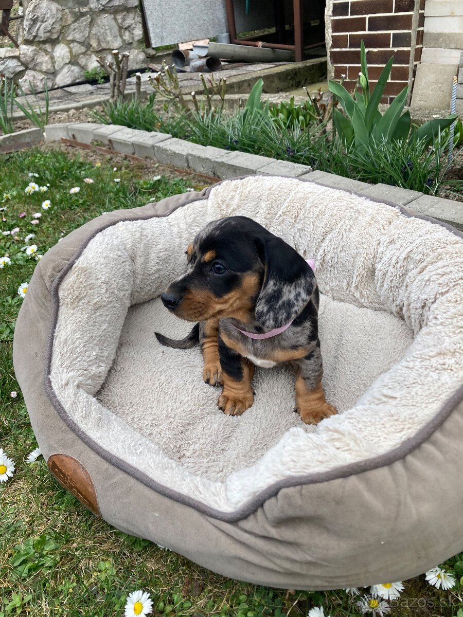 Jazvečík trpasličí krátkosrstý - 7