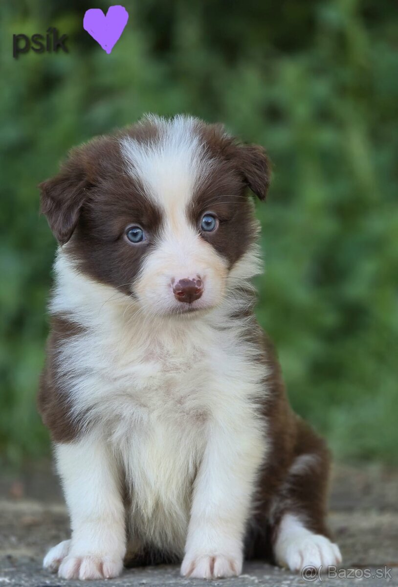 Border collie, kólia bez pp - 7