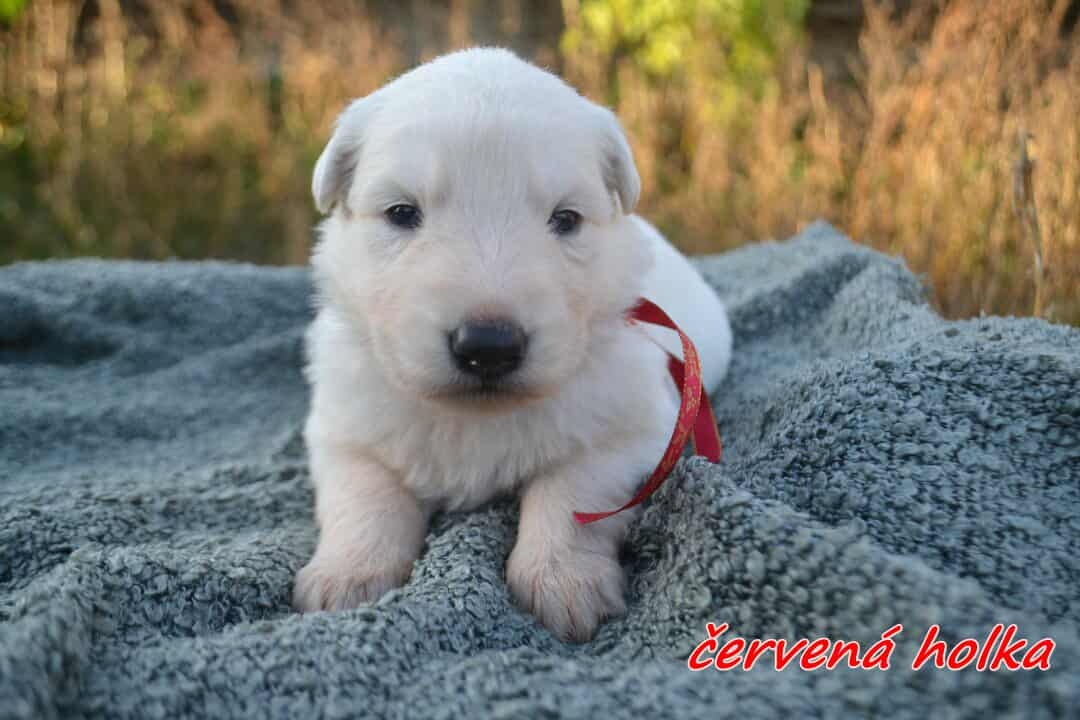 Biely švajčiarsky ovčiak , s PP - 7