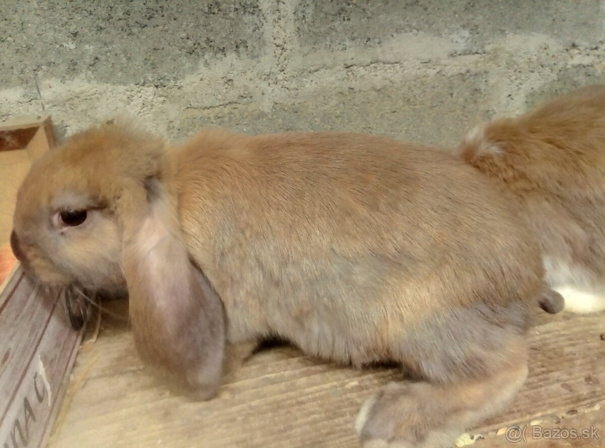 francúzsky baran - 7