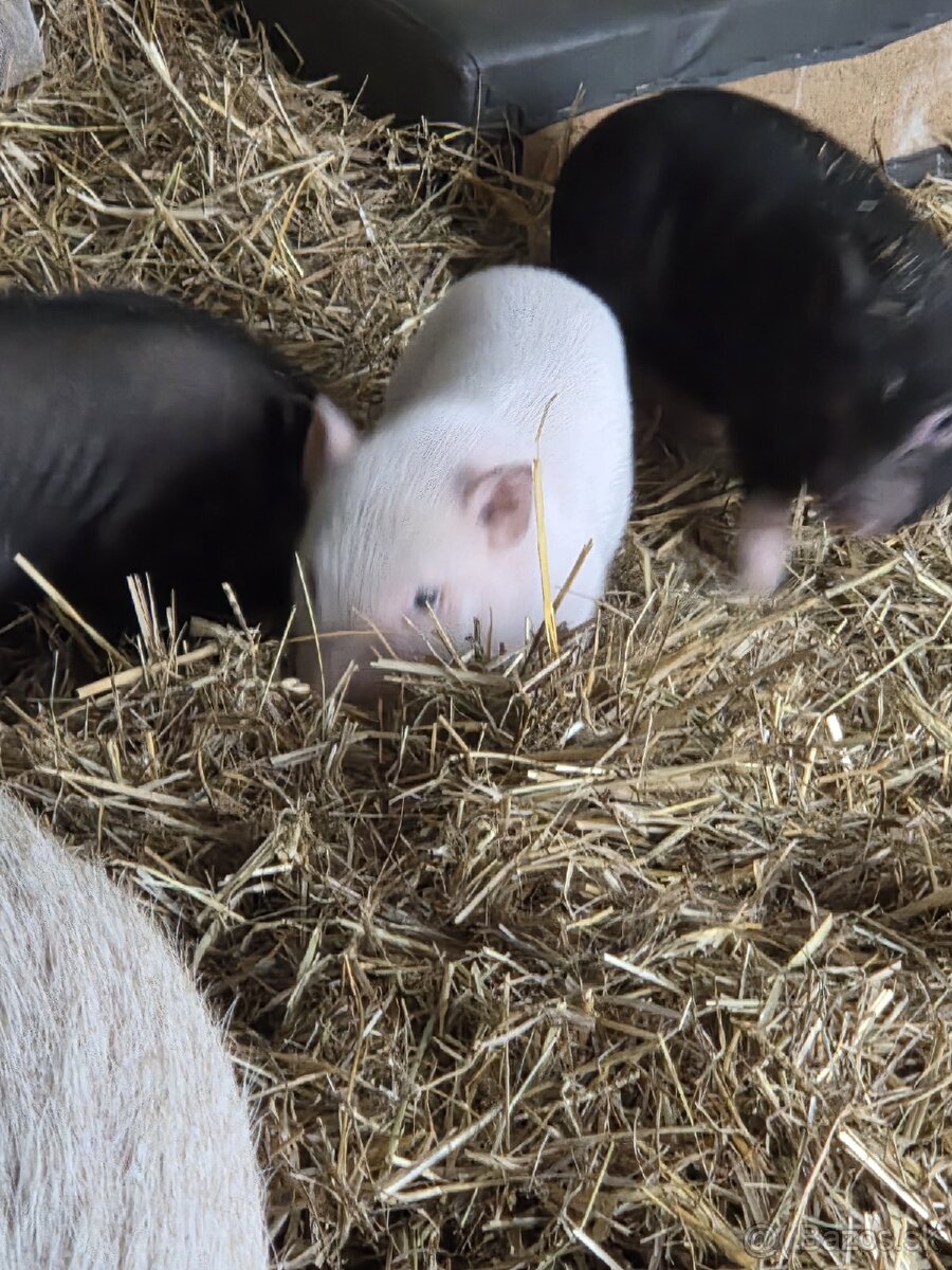 Vietnamské prasiatka - 7