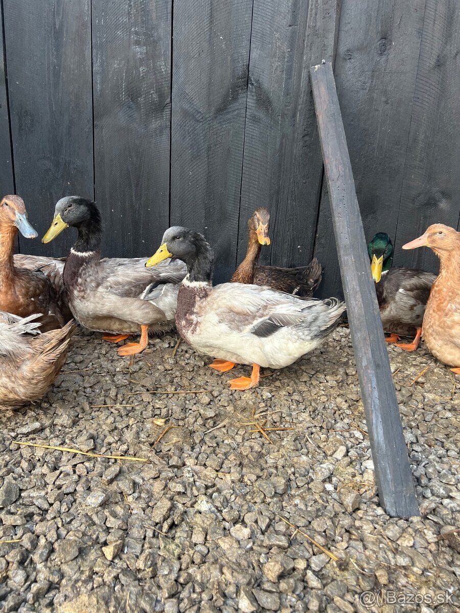 Ruánske kačice - 7