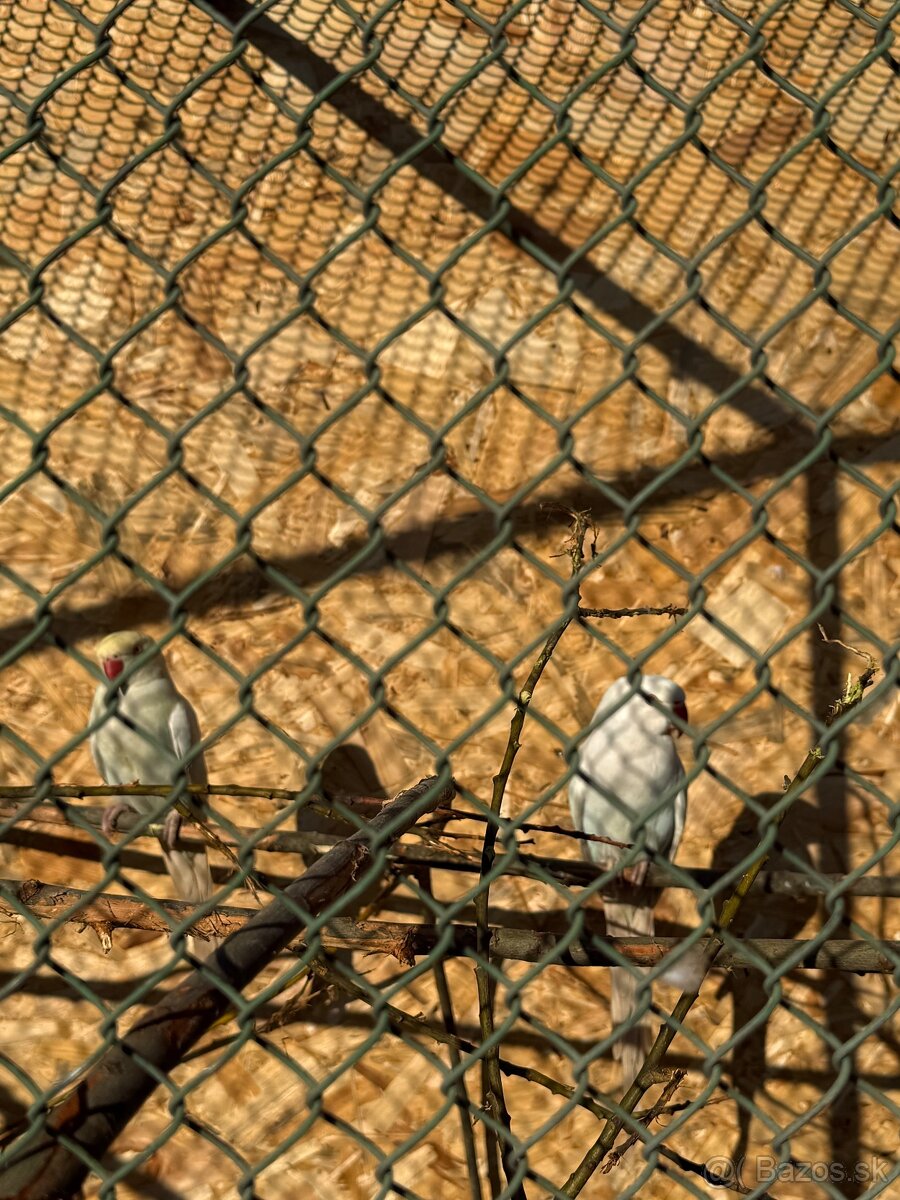 Alexandre malé , Papagáj spevavy - 7