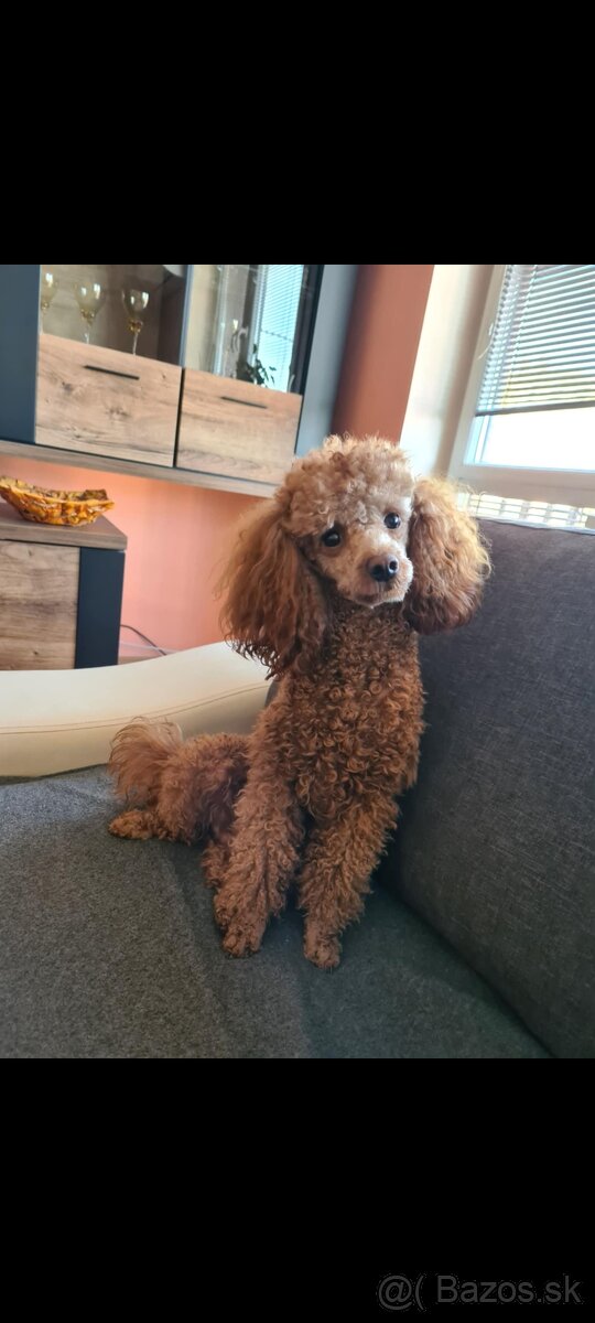 Pudel šťeniatka - 7
