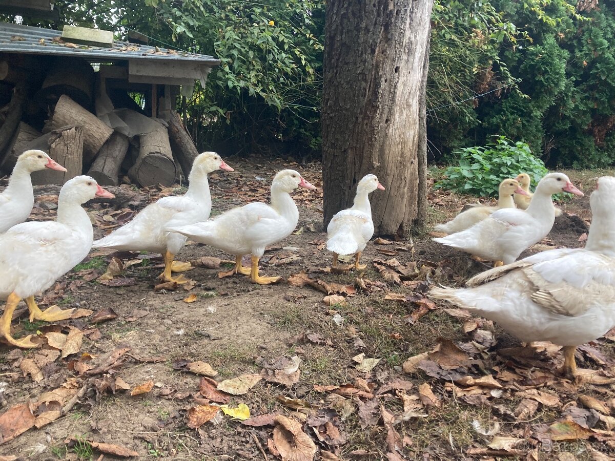 Predam pizmove kacatka - 7