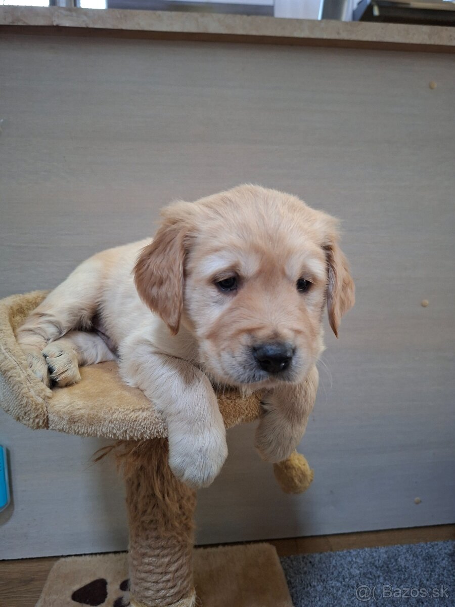 Zlaty retriever - 7