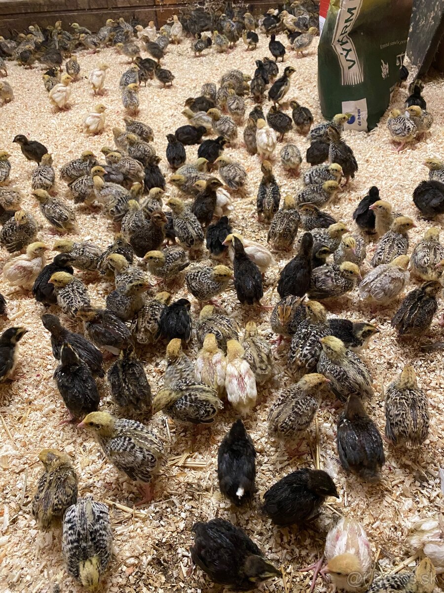 Japonské prepelice - 7